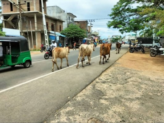கட்டாக்காலி கால்நடைகளைக் கட்டுப்படுத்த சம்மாந்துறை பிரதேச சபை நடவடிக்கை! 